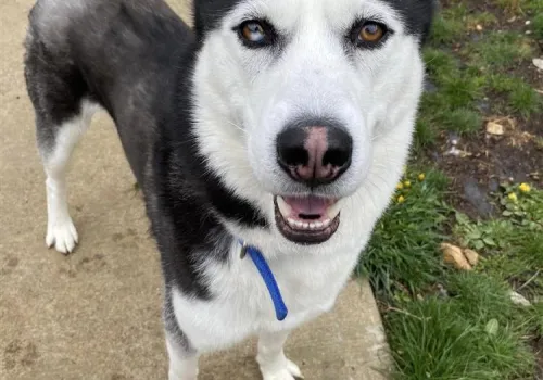 Siberian Husky