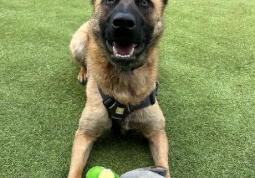 Abbie the Belgian Shepherd with a toy