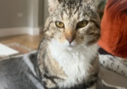 FIV-positive stray cat Bobbin in a foster home environment