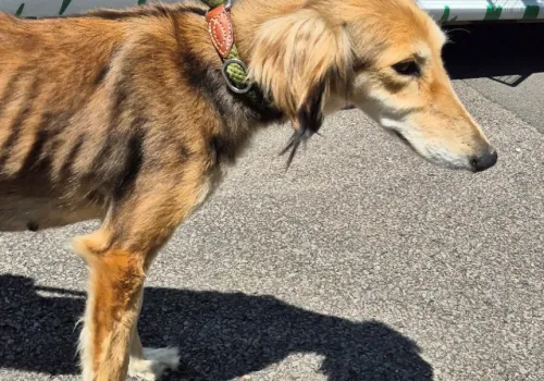 Skinny lurcher dog outside a dog warden van