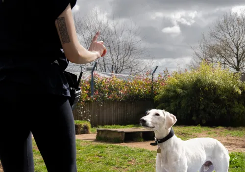 Behaviour team member with attentive dog