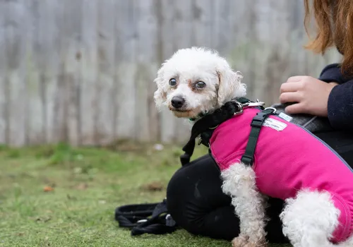 Small poodle type dog sitting close to her carer