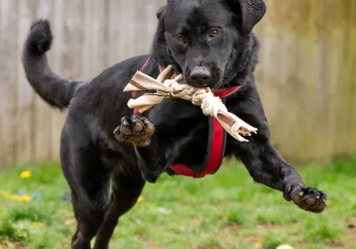 Dog playing with toy