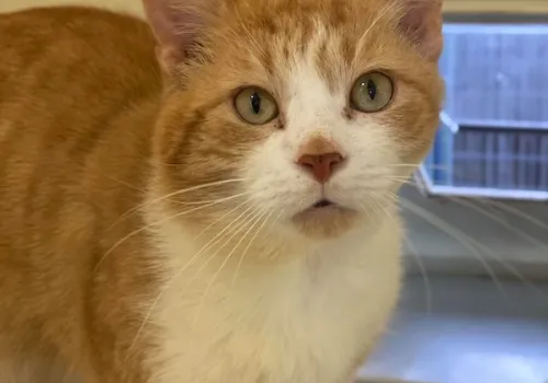 Stray cat in cattery