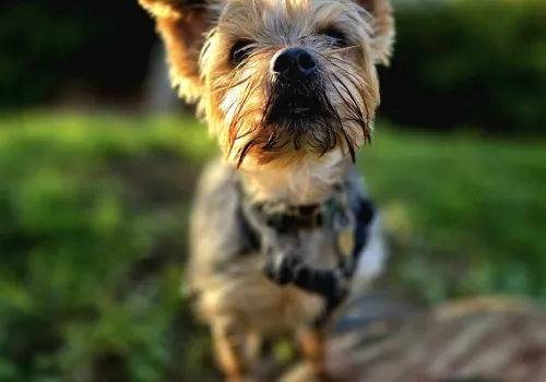Yorkshire terrier dog looking at camera in golden light