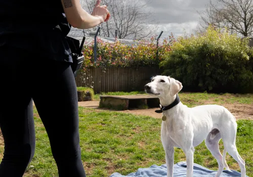 Behaviour team member with attentive dog