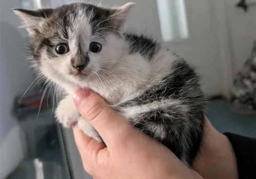 Kitten with flattened ears looking scared