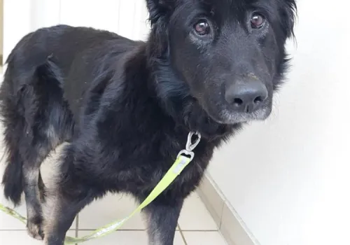 scared black german shepherd in a kennel