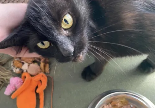 Skinny black cat having an ear tickle