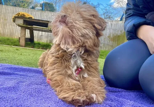 Shih Tzu in paddock at BCDH