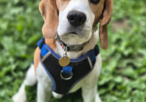 Beagle called Frankie