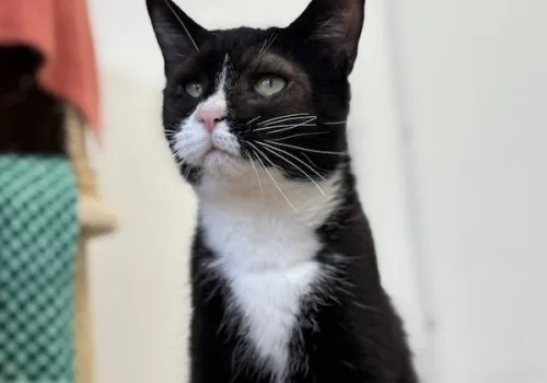 Black & white cat with painful eye condition