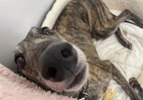 Greyhound Serenity