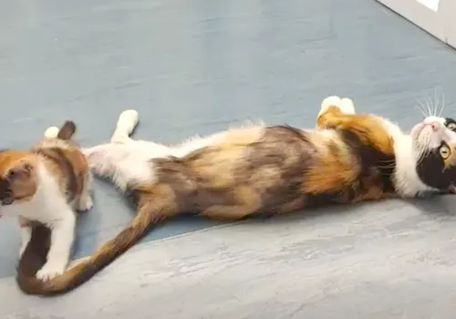 Tortie cat laying on her side, with kitten playing with her tail. You can see she has thin fur