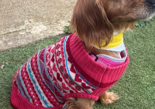 Cocker Spaniel rescued