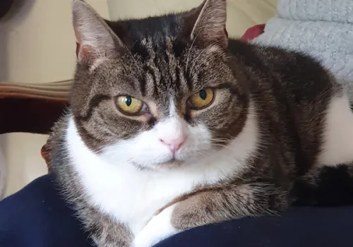 Nervous cat fostered and adopted