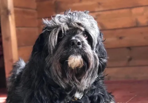 Mani the Cockapoo during his early days at Bath Cats and Dogs Home