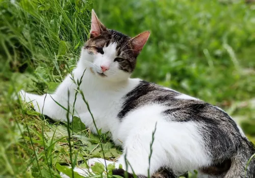Sardine, a white and tabby cat, relaxing in long grass outdoors