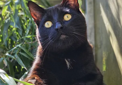 Black cat recovering after surgery