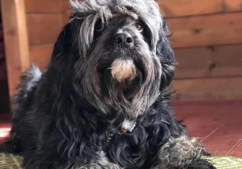Mani the Cockapoo during his early days at Bath Cats and Dogs Home