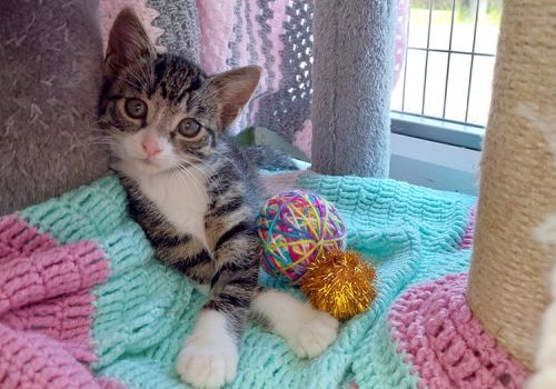 Tabby kitten lying on a blanket with toys 