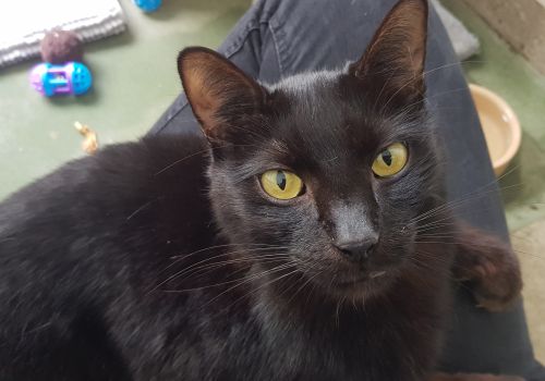 Black cat sitting on a lap in a cattery pod