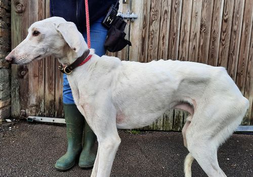 White lurcher dog looking very thin and scared