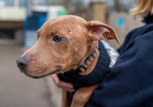 rescue dog puppy with scars on face