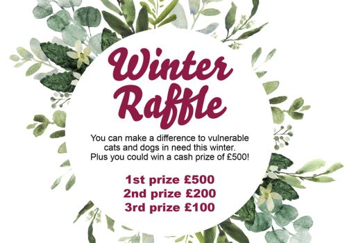 Winter Raffle graphic with prize details