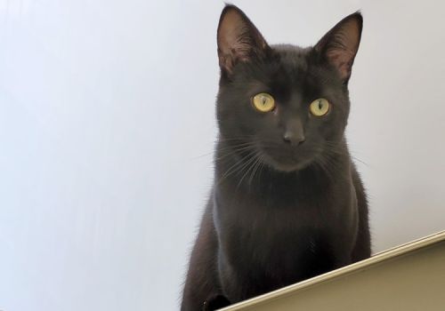 Black cat sat in their cattery pod