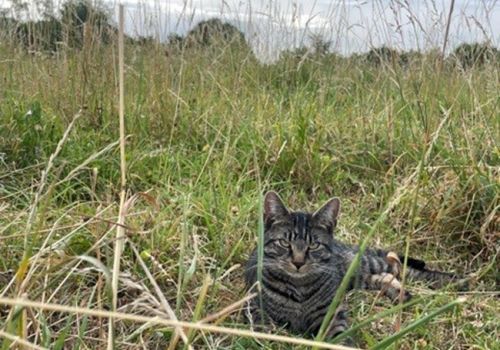 Tabby cat in a field in the countryside