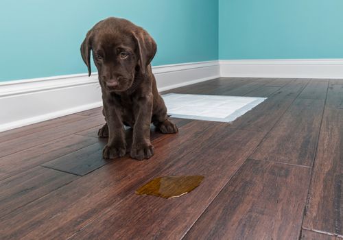 Puppy looking guilty after a toileting accident, or is he?