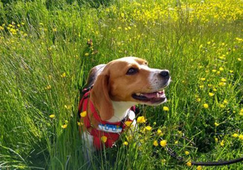Happy beagle dog in a field