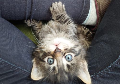Kitten upside down in lap