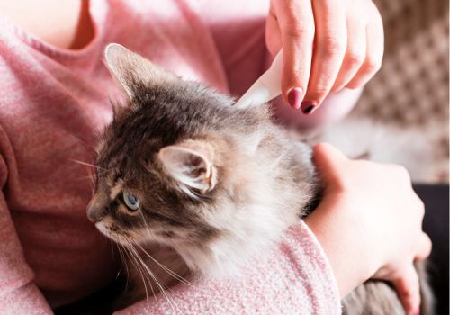 Cat having flea treatment to the back of their neck