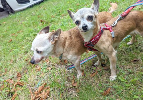 Two chihuahua dogs