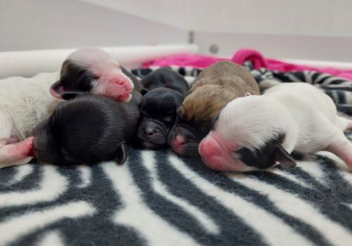Litter of two-day-old puppies