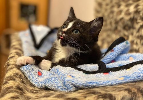 Kitten in a cosy bed