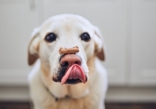 Dog with a biscuit on his nose_trick