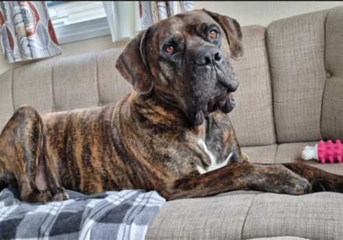 Large dog on the sofa