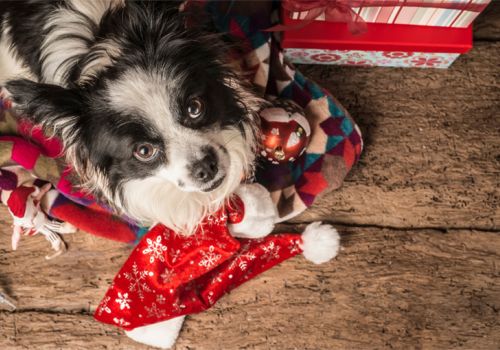 Dog with Christmas decorations