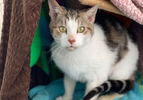 Pretty cat in a cattery