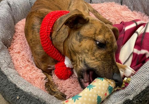 Dog opening a christmas cracker present