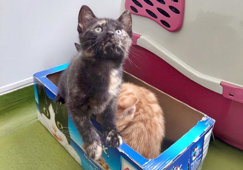 Kittens playing with a cardboard box