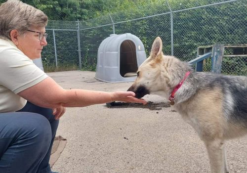 Volunteer Margaret getting to know dog Lunar
