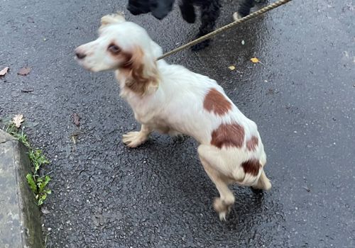 Malnourished spaniel dog