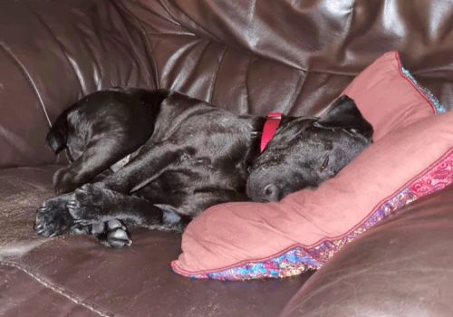 Pete the dog on the sofa_adopted photo