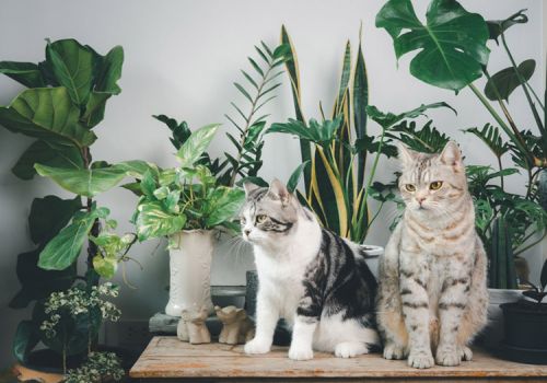 cats with house plants