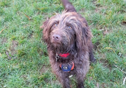 dog with harness wagging their tail