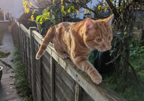 Vinny cat walking along the fence